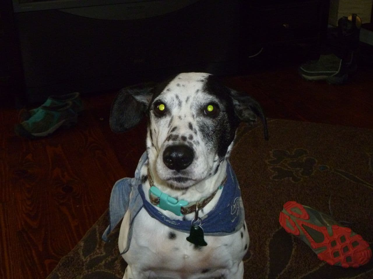 An image of Jack