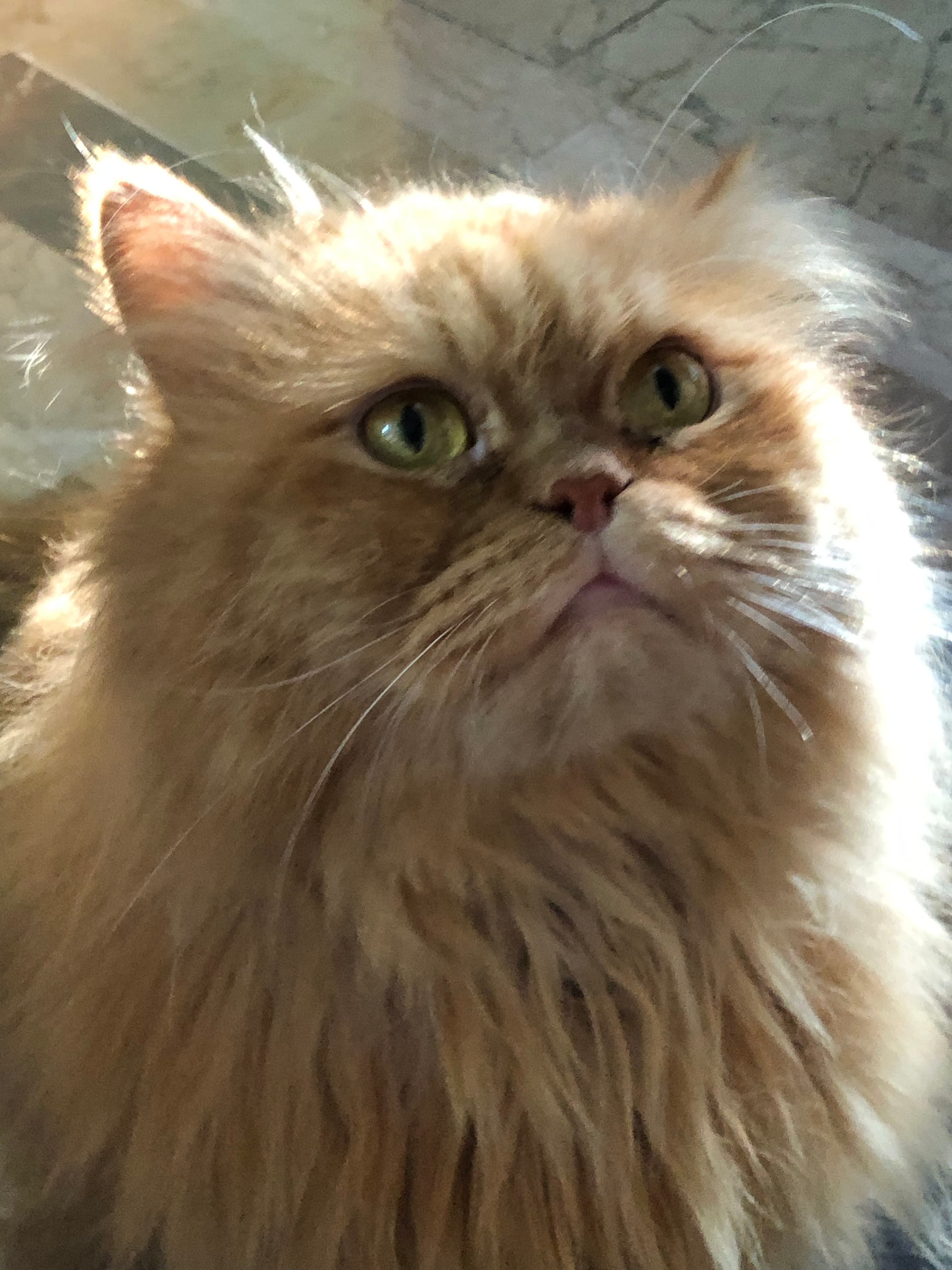My baby cat caramel